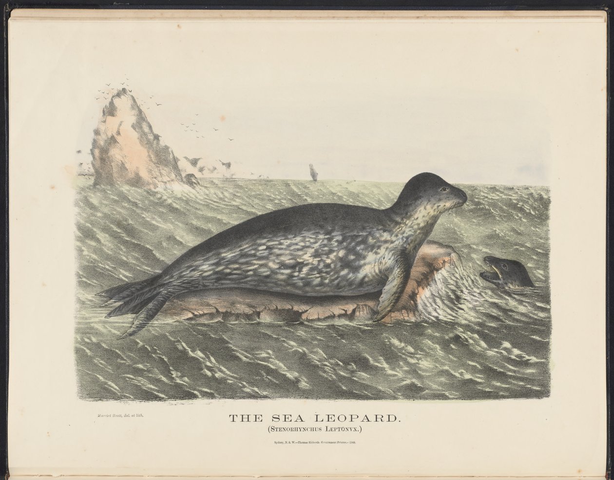 Mamíferos da Austrália (Krefft) Nla.obj-33627803-5 O leopardo do mar de Harriet Morgan