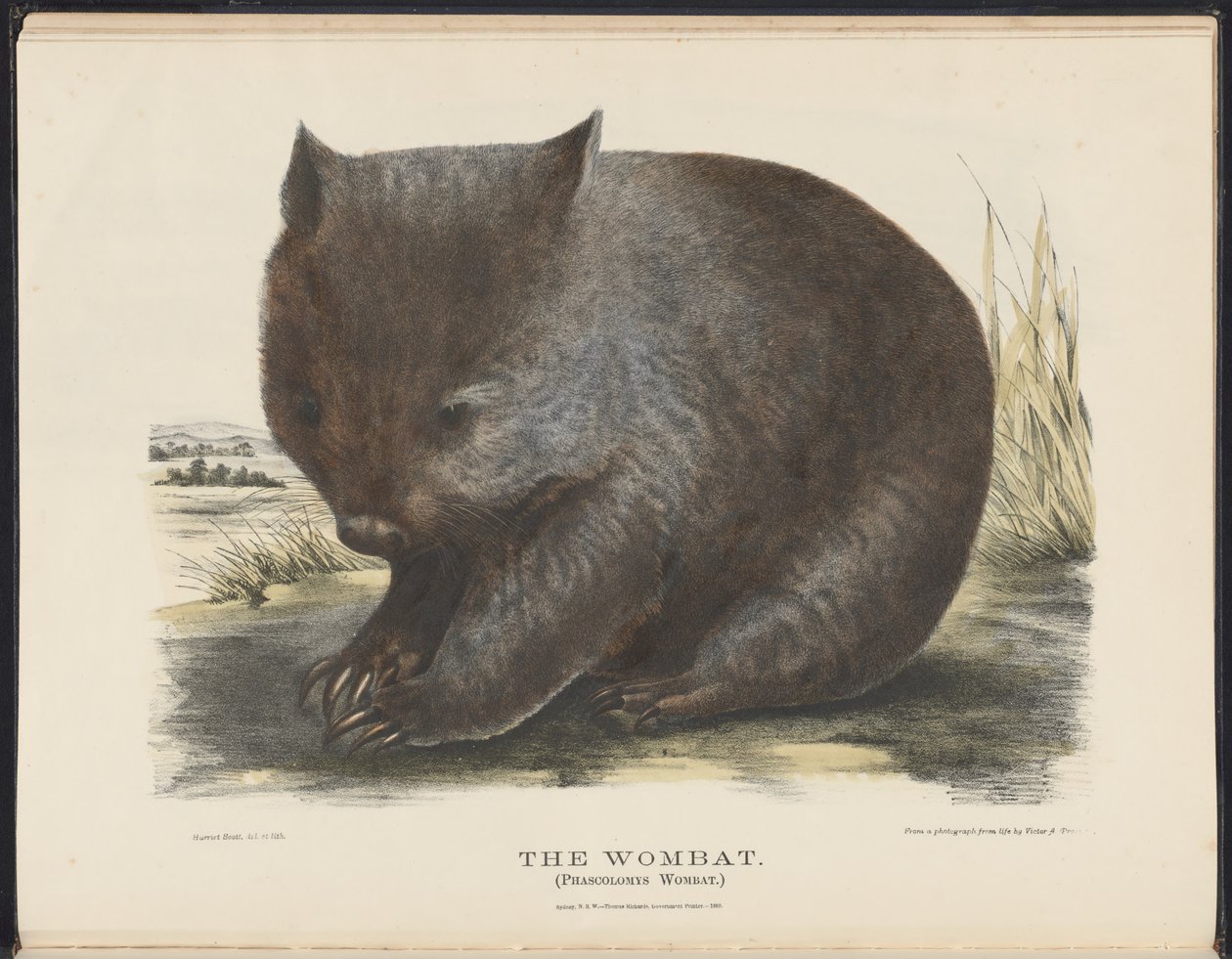 Mamíferos da Austrália (Krefft) Nla.obj-33627803-6 The Wombat de Harriet Morgan