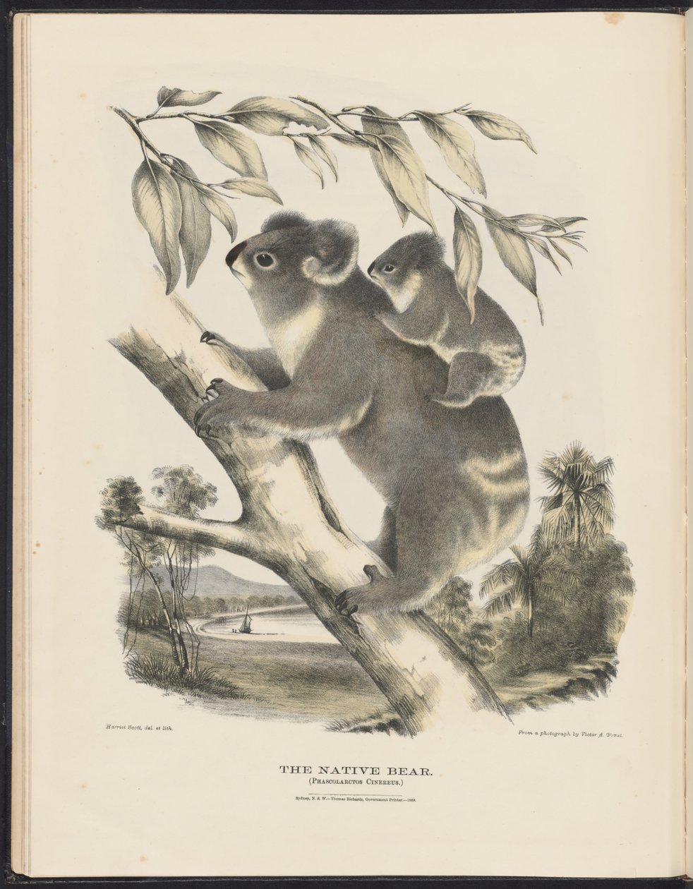 Mamíferos da Austrália (Krefft) Nla.obj-33627803-7 O urso nativo de Harriet Morgan