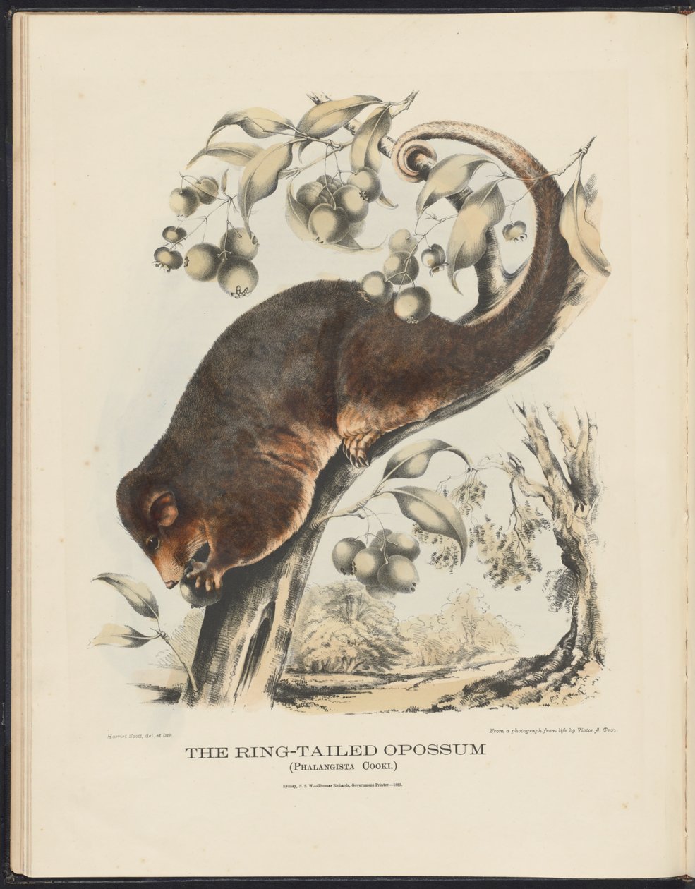 Mamíferos da Austrália (Krefft) Nla.obj-33627803-8 O gambá de cauda anelada de Harriet Morgan