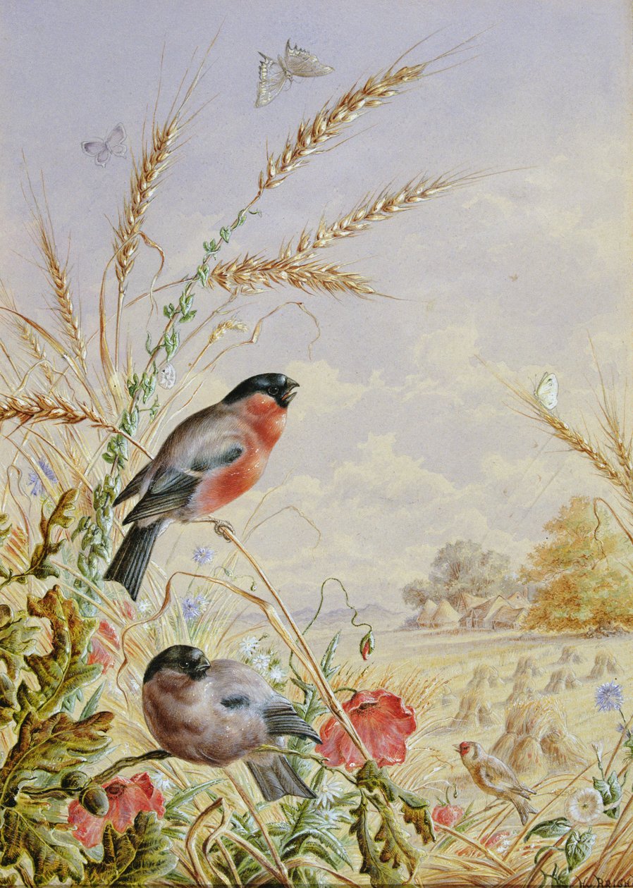 Bullfinches em um campo de colheita de Harry Bright