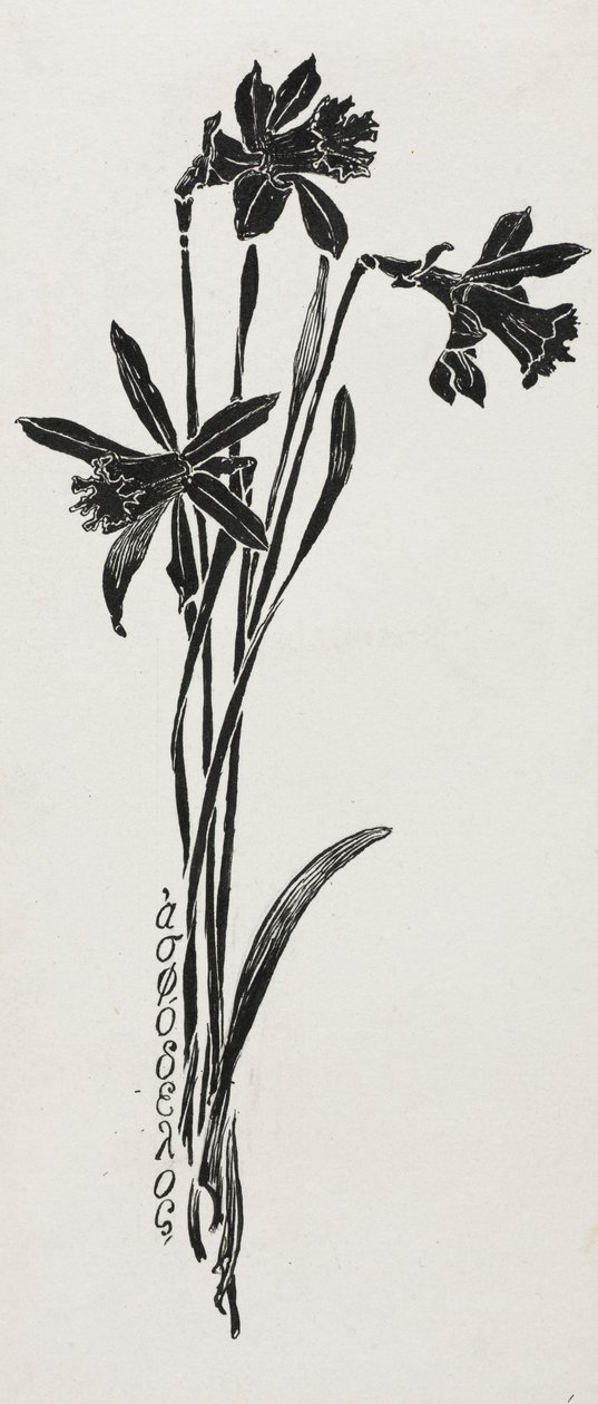 Narcisos. de Harry Fenn