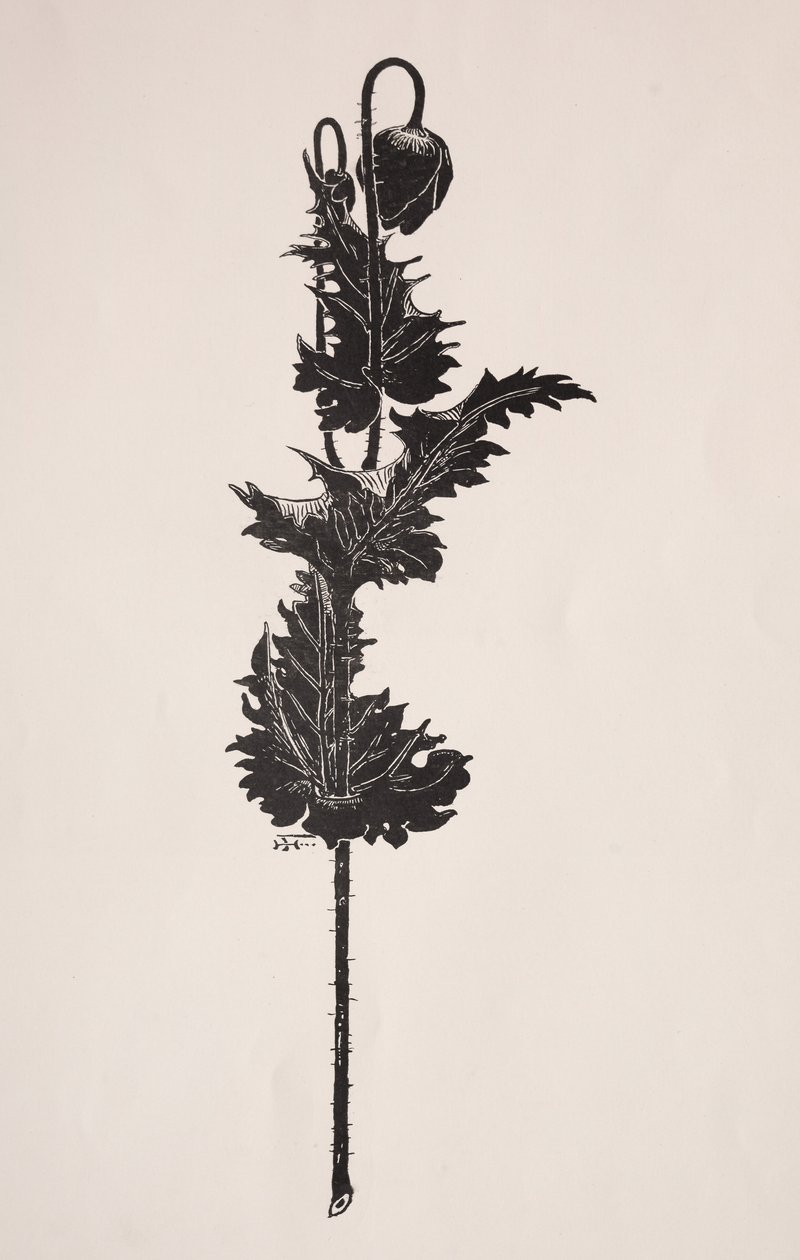 Estudo de flores. de Harry Fenn
