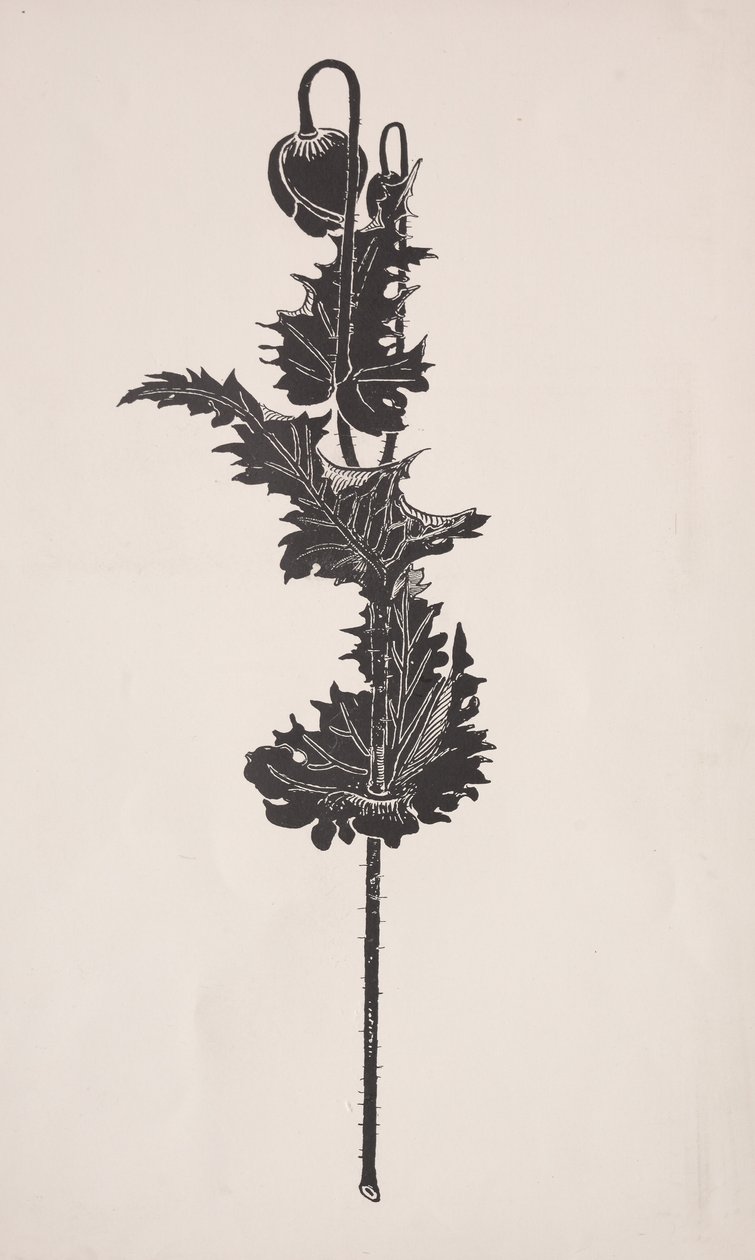 Estudo de flores. de Harry Fenn