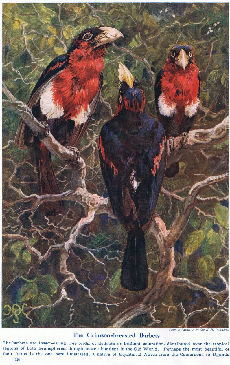 Barbets Crimson Crested, ilustração de &39;Maravilhas da terra e do mar&39;, publicado por Cassell, Londres, 1914 de Harry Hamilton Johnston