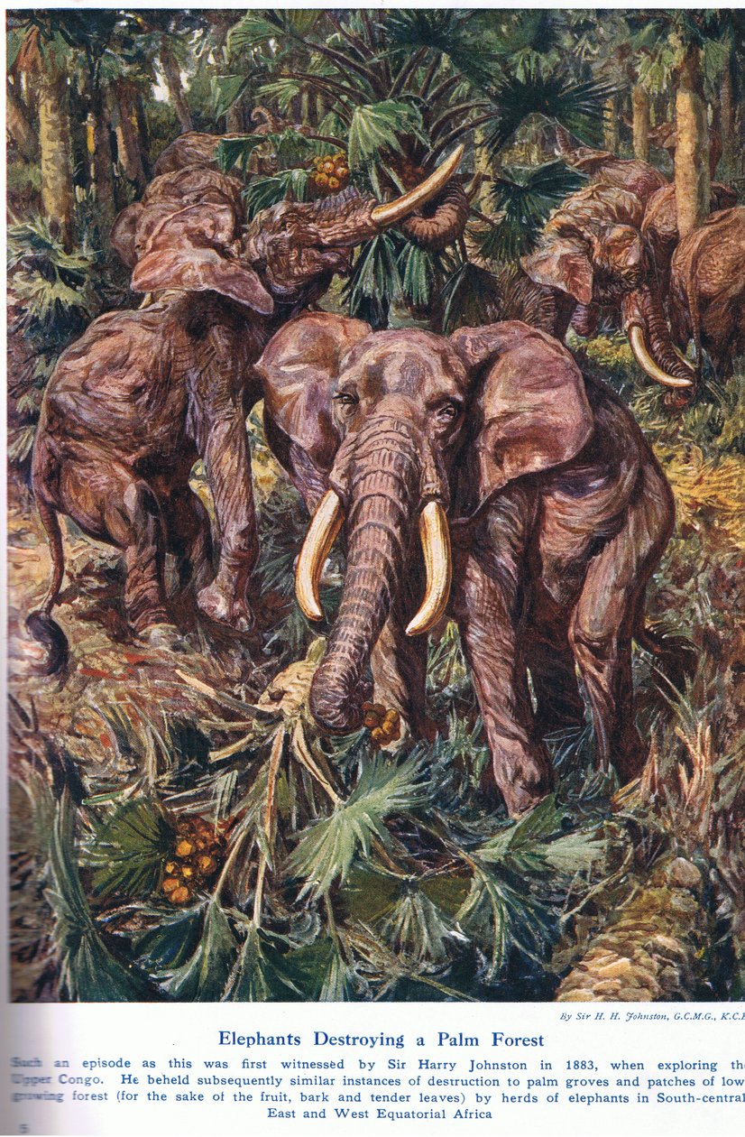Elefantes destruindo uma floresta de palmeiras, ilustração de "Maravilhas da terra e do mar", publicada por Cassell, Londres, 1914 de Harry Hamilton Johnston