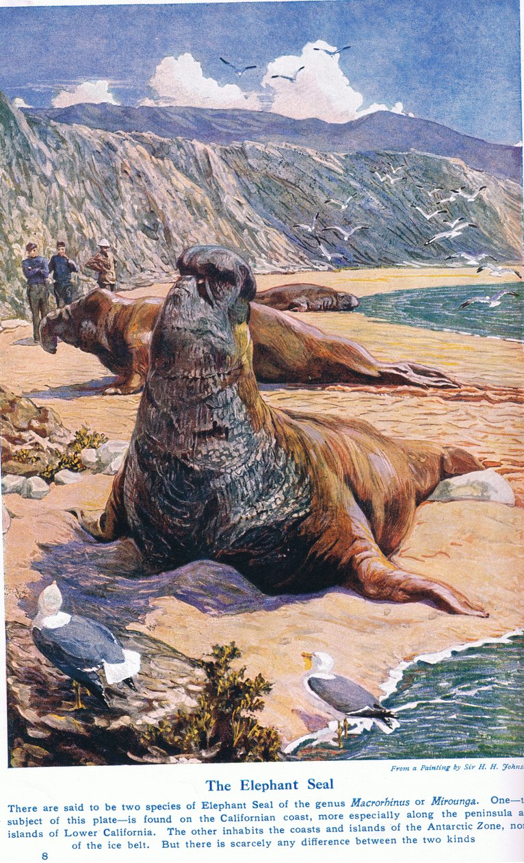 O selo de elefante, ilustração de &39;Maravilhas da terra e do mar&39;, publicado por Cassell, Londres, 1914 de Harry Hamilton Johnston