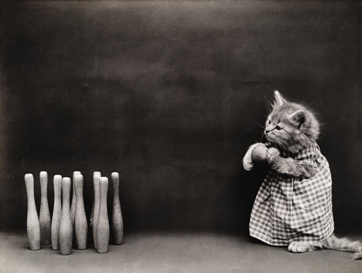 Série Kitties: Bowling, c.1914 (impressão a prata) de Harry Whittier Frees