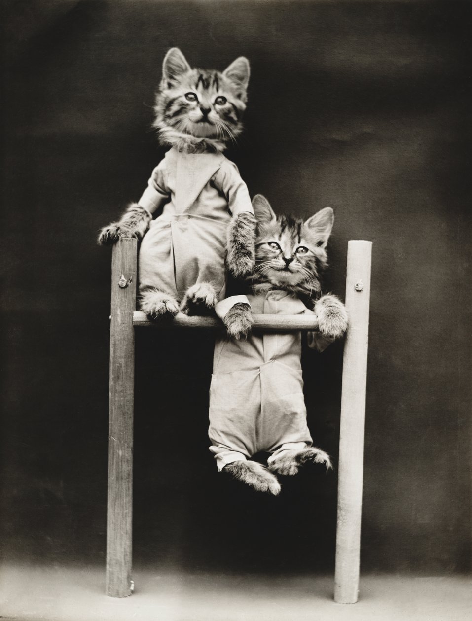 Série "Kitties": Excercising, c.1914 (impressão em prata) de Harry Whittier Frees