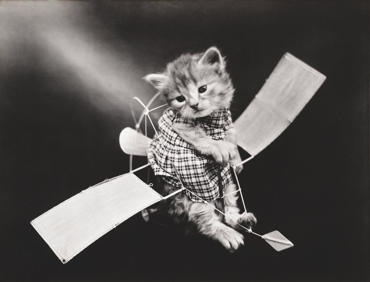 Série Kitties: Piloto de avião, c.1914 (impressão a prata) de Harry Whittier Frees