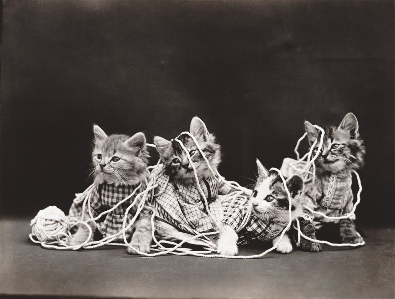 Série Kitties: Tangled in Yarn, c.1914 (impressão em prata) de Harry Whittier Frees