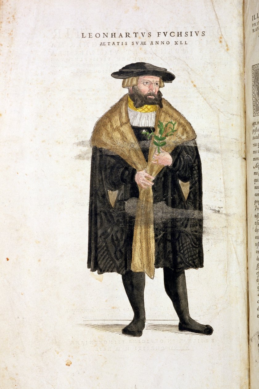 Retrato de autor 41 anos, de &39;De Historia Stirpium Commentarii Insignes&39;, de Leonard Fuchs (1501-66), gravado por Rudolphe Speckle (d.1550), publicado em 1542 de Heinrich and Meyer, Albert Fullmaurer