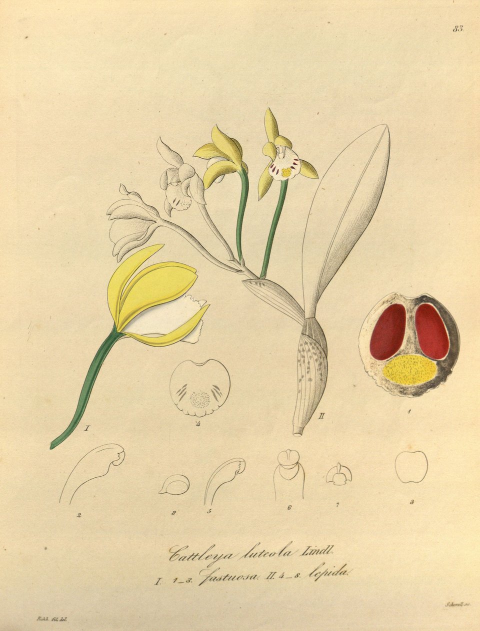 Ilustração, de, Cattleya, luteola de Heinrich Gustav Reichenbach