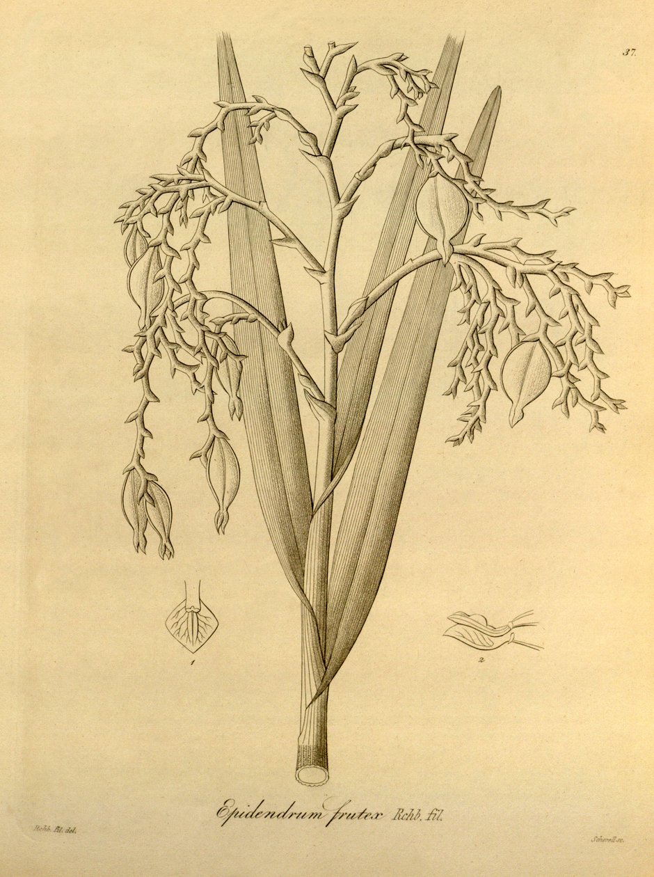 Ilustração: Planta Cattleya de Heinrich Gustav Reichenbach