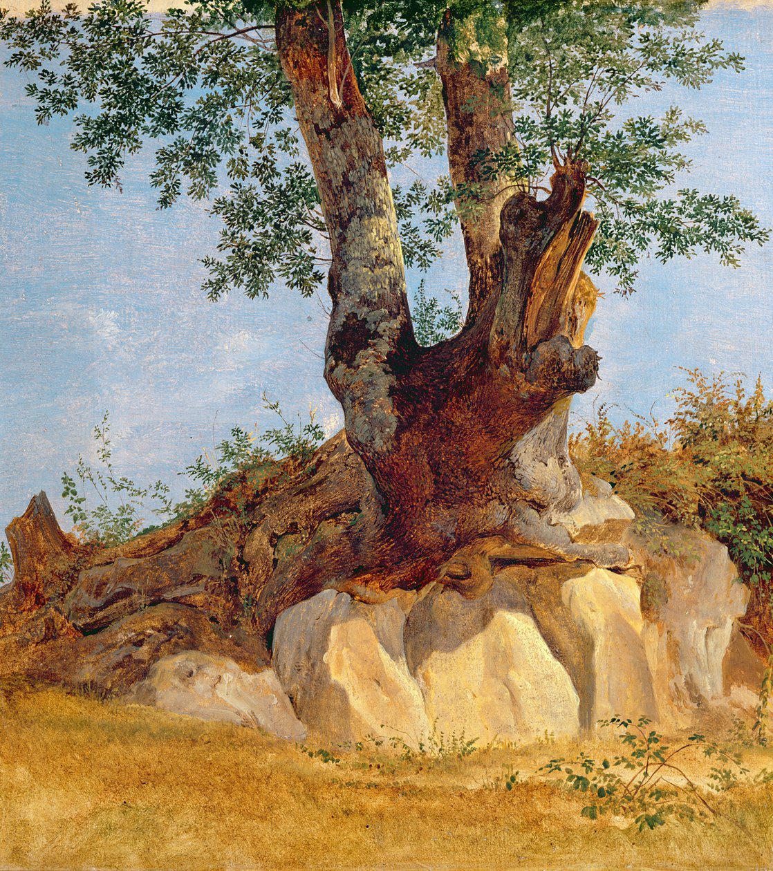 Uma árvore em Campagna, 1822-23 (óleo sobre papel sobre tela) de Heinrich Reinhold