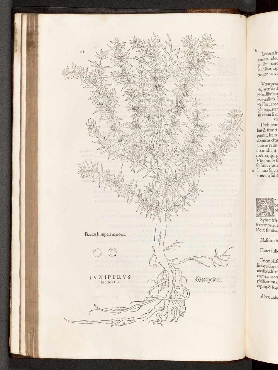 BT3.267.5 p.78 Juniper, a partir de uma história sobre comentários de corrida por notável Leonhart Fuchs, 1542 de Heinrich and Meyer, Albert Fullmaurer
