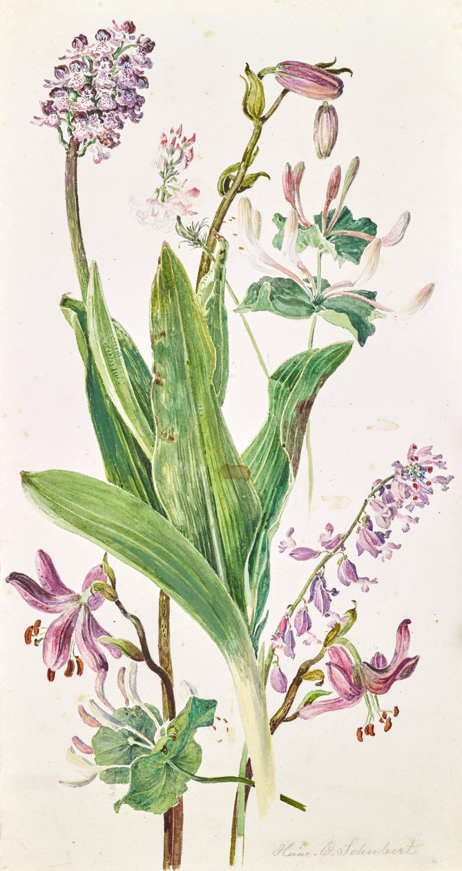 Chapéu de turco, orquídea, madressilva de Heinrich Carl Schubert