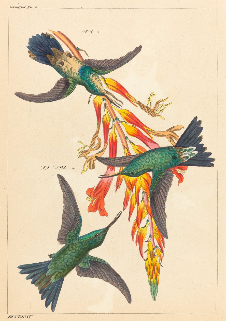 Três beija-flores com planta de Heinrich Gottlieb Ludwig Reichenbach