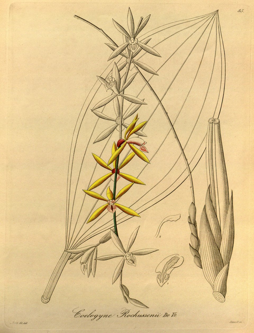  Coelogyne rochussenii de Heinrich Gustav Reichenbach