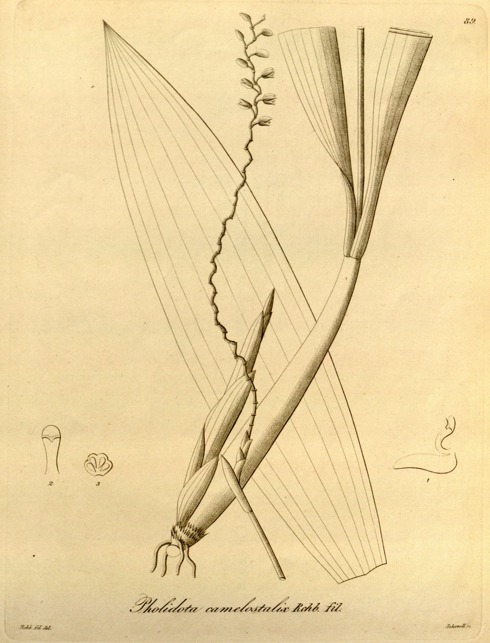 Ilustração de Pholidota camelostalix de Heinrich Gustav Reichenbach