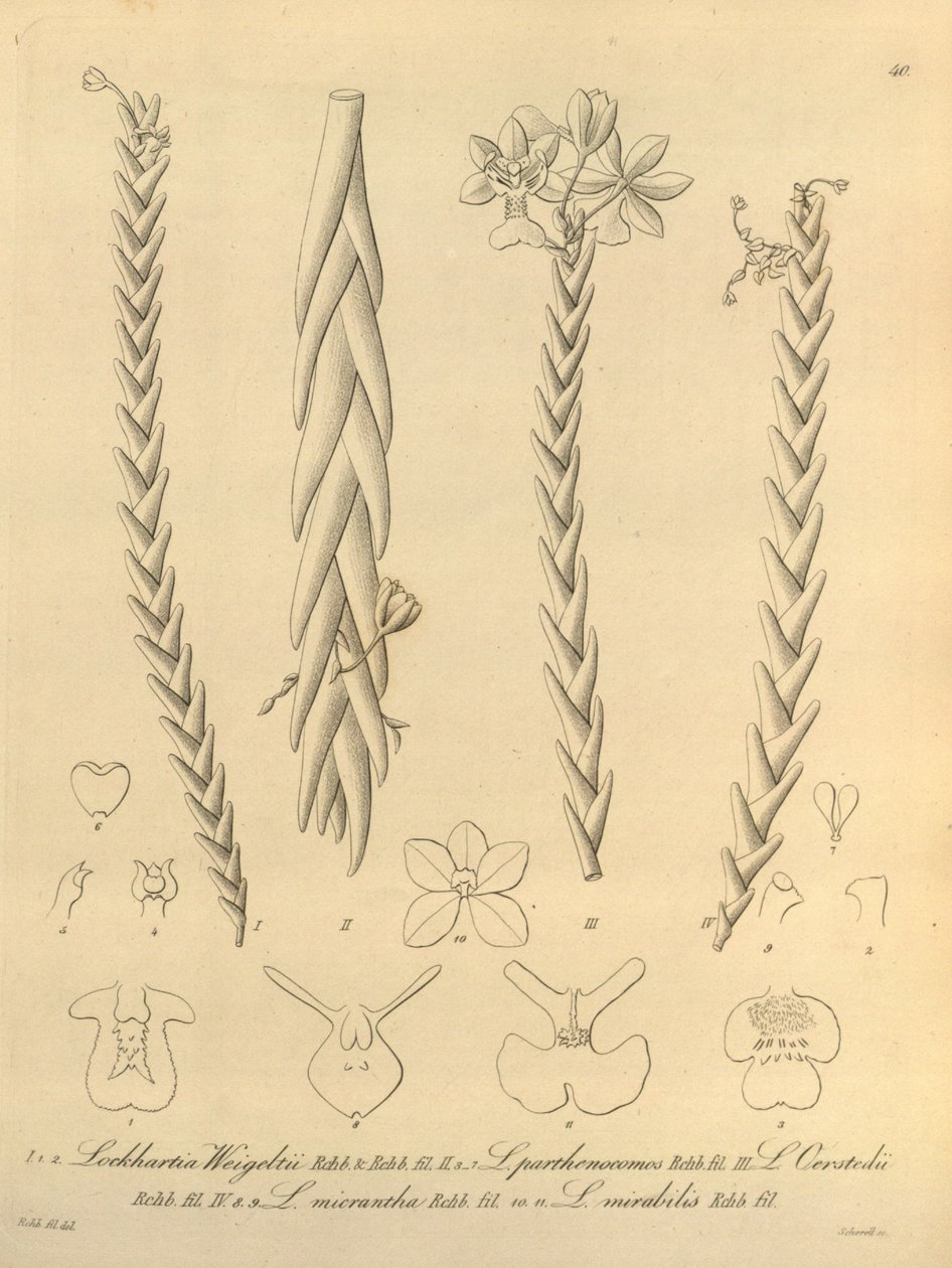 Lockhartia - Xenia vol 1 (1858) fig. 40 de Heinrich Gustav Reichenbach