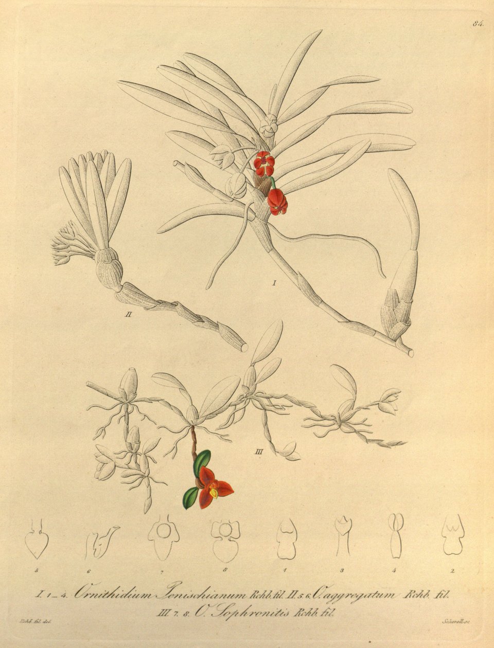 Este ficheiro provém da Biodiversity Heritage Library, e está disponível online em biodiversitylibrary.org/page/696484 de Heinrich Gustav Reichenbach