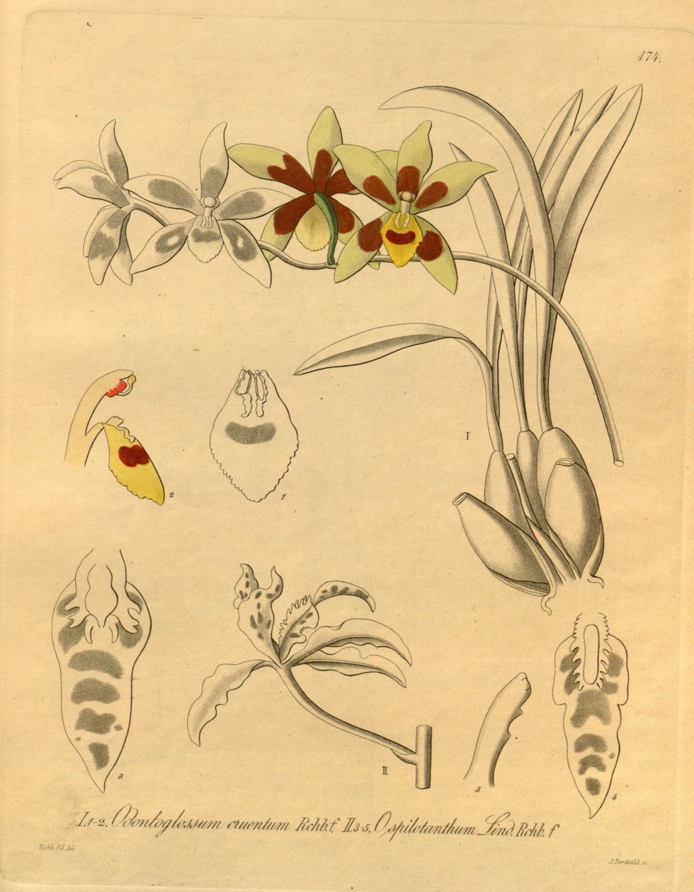 Este ficheiro provém da Biodiversity Heritage Library, e está disponível online em biodiversitylibrary.org/page/698370 de Heinrich Gustav Reichenbach