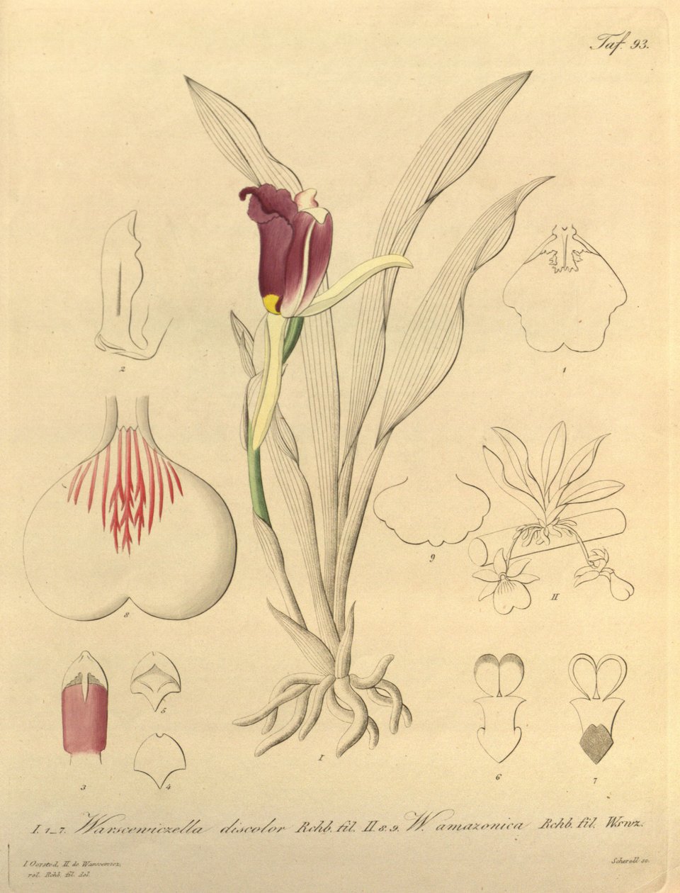 Este ficheiro provém da Biodiversity Heritage Library, e está disponível online em biodiversitylibrary.org/page/696493 de Heinrich Gustav Reichenbach