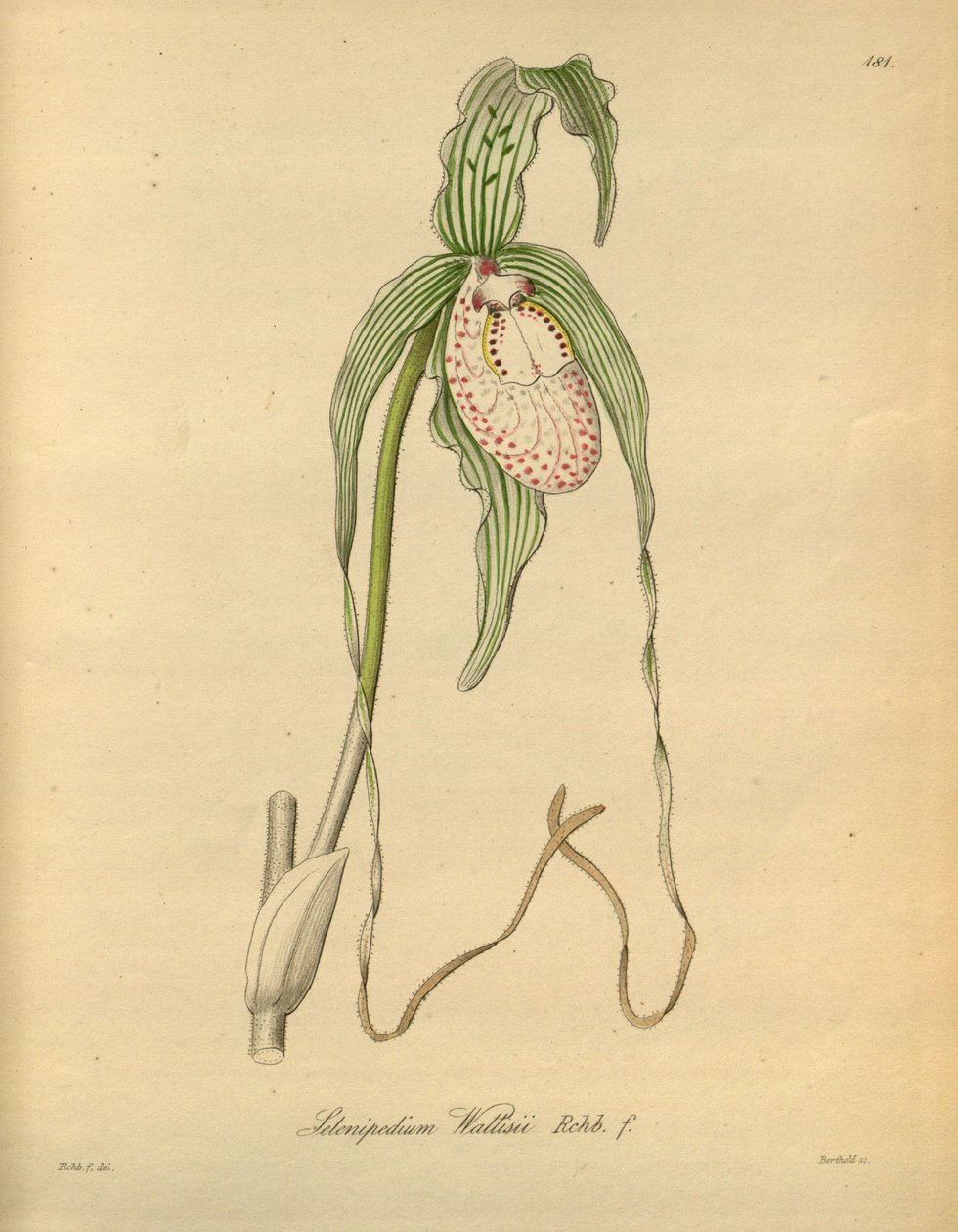 Este arquivo vem da Biblioteca do Patrimônio da Biodiversidade e está disponível online em biodiversidadelibrary.org/page/698377 de Heinrich Gustav Reichenbach