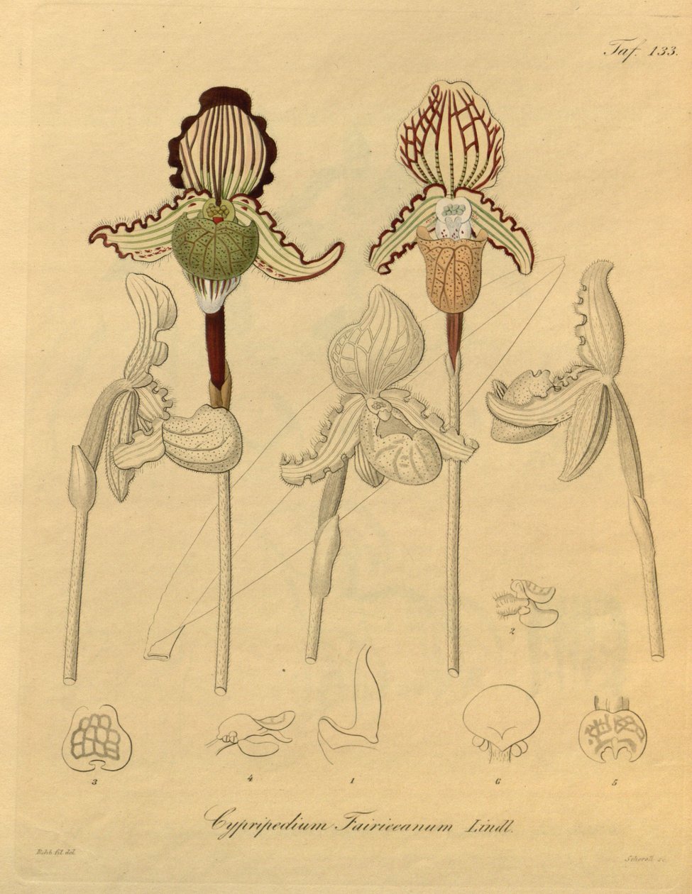 Este ficheiro provém da Biodiversity Heritage Library, e está disponível online em biodiversitylibrary.org/page/698329 de Heinrich Gustav Reichenbach
