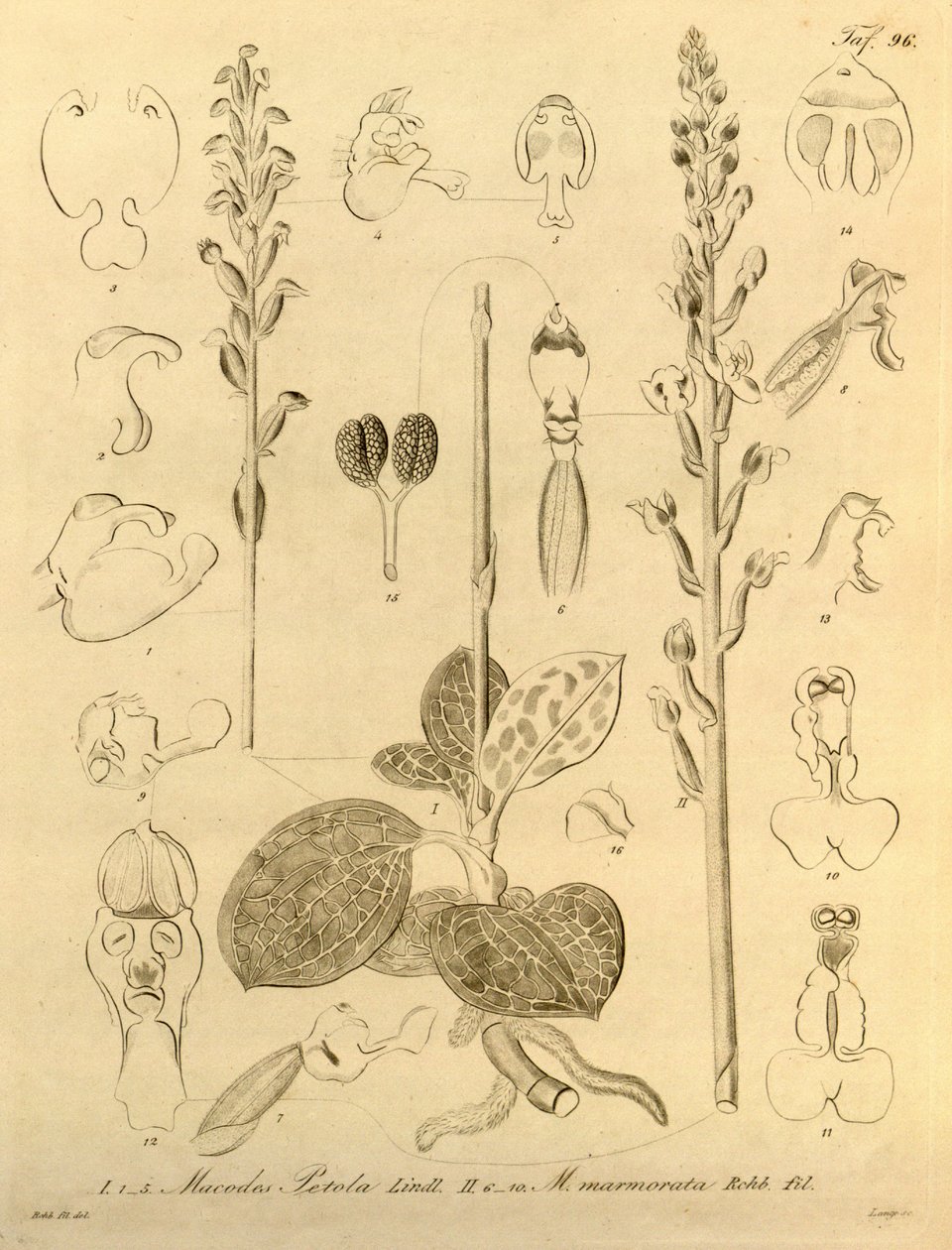 Este ficheiro provém da Biodiversity Heritage Library, e está disponível online em biodiversitylibrary.org/page/696496 de Heinrich Gustav Reichenbach