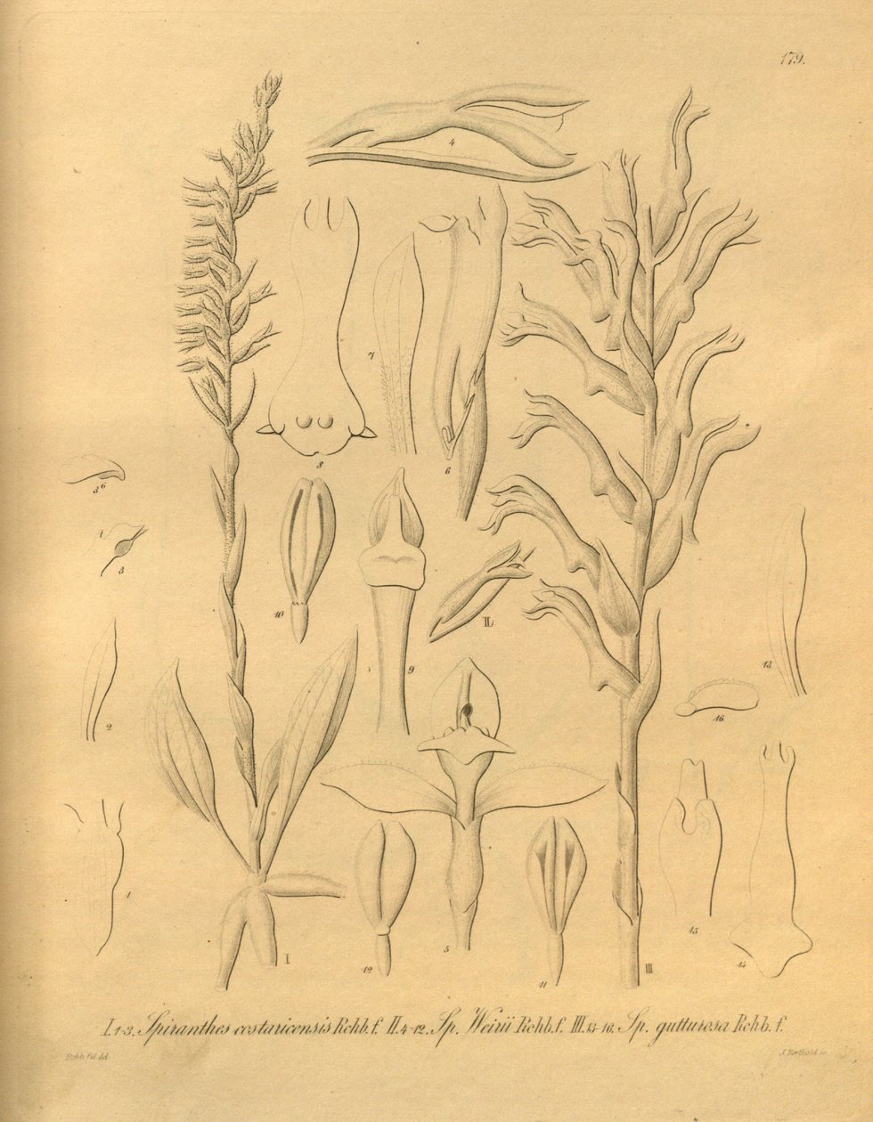 Este ficheiro provém da Biodiversity Heritage Library, e está disponível online em biodiversitylibrary.org/page/698375 de Heinrich Gustav Reichenbach