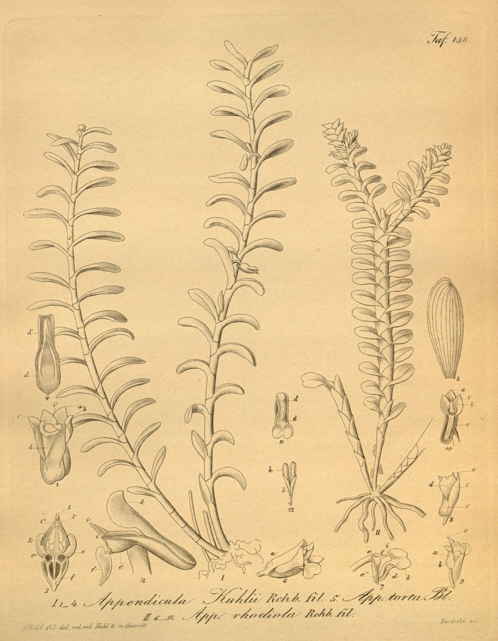 lustrações de Appendicula kuhlii de Heinrich Gustav Reichenbach