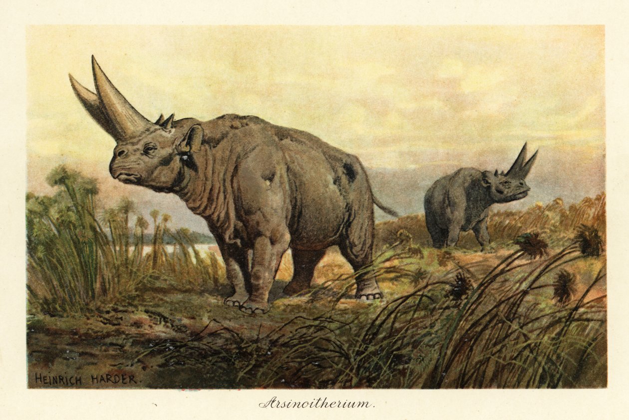 Arsinoitherium, um gênero extinto de mamífero paenungulata., 1908 (Impressão) de Heinrich Harder