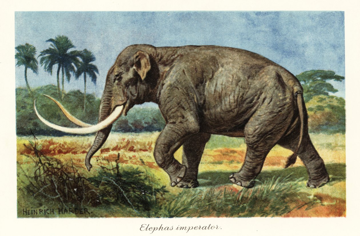Mamute colombiano extinto espécies de mamute, Pleistoceno.,1908 (Imprimir) de Heinrich Harder
