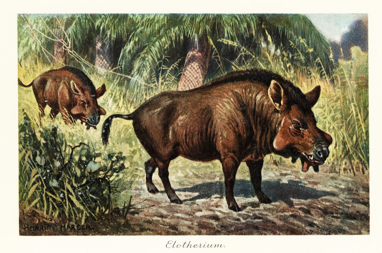 Entelodon, gênero extinto de entelodonte artiodactyl., 1908 (Impressão) de Heinrich Harder