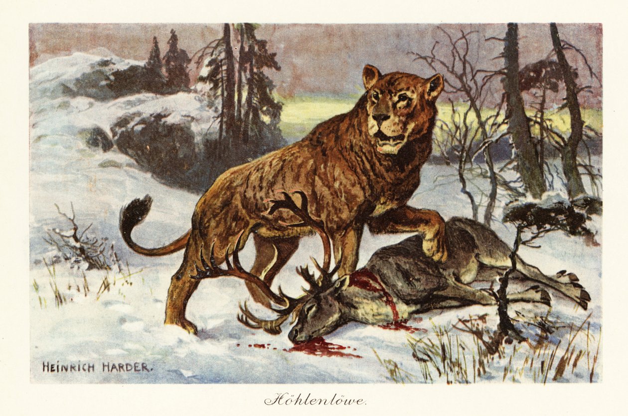 Leão das cavernas da Eurásia, Panthera spelaea., 1908 (Impressão) de Heinrich Harder