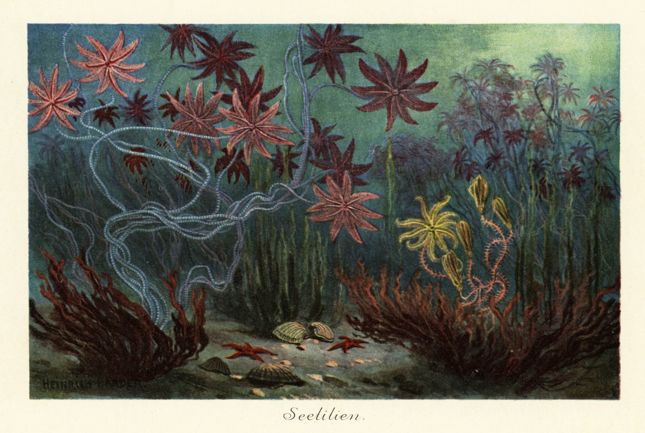 Lírios do mar extintos ou crinóides, Crinoidea, no fundo do mar.,1908 (Impressão) de Heinrich Harder