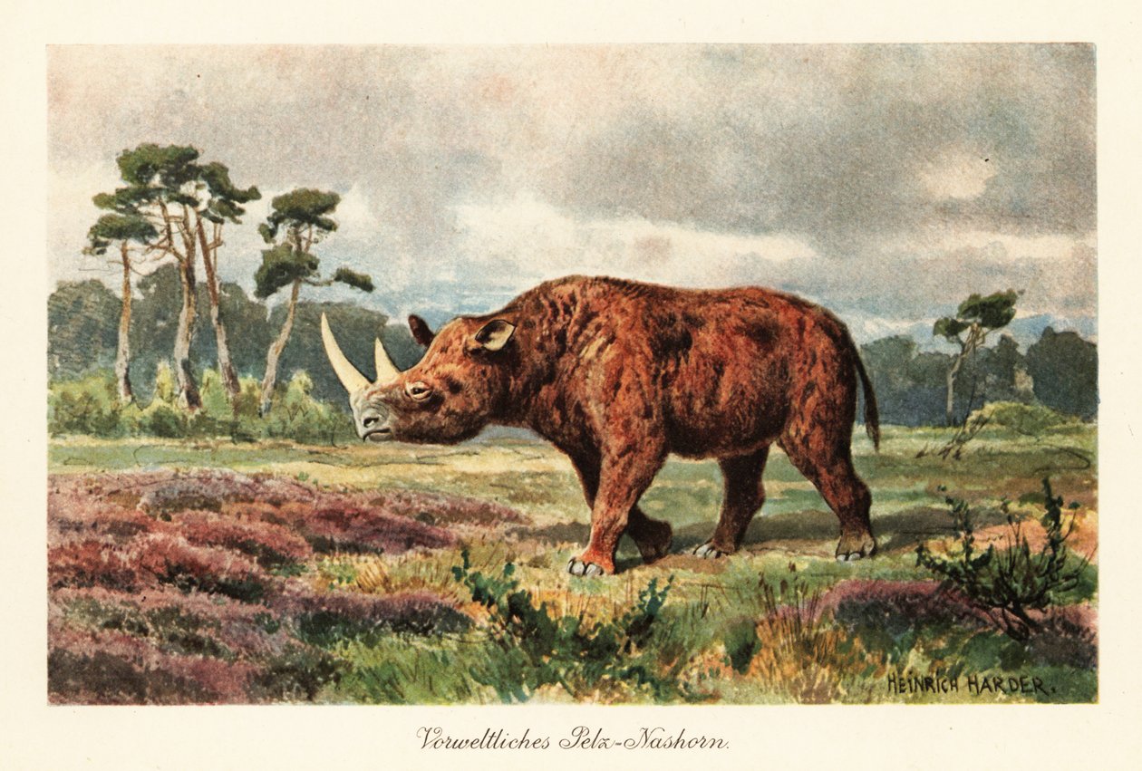 Rinoceronte lanoso extinto nas estepes. de Heinrich Harder