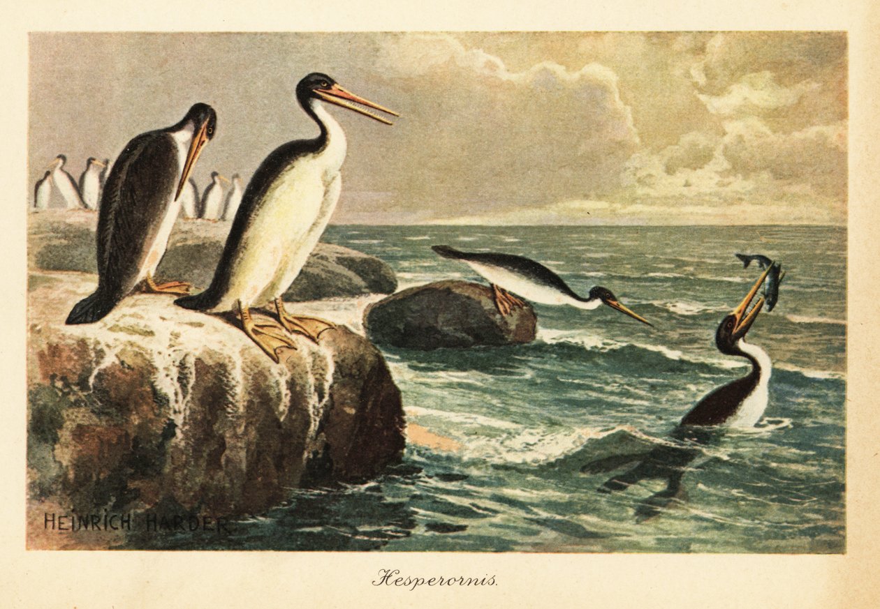 Hesperornis regalis, ave extinta que não voa, Cretáceo. de Heinrich Harder