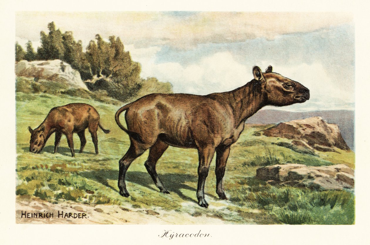 Hyracodon, género extinto de mamífero tipo pónei, Oligoceno. ,1908 (Imprimir) de Heinrich Harder