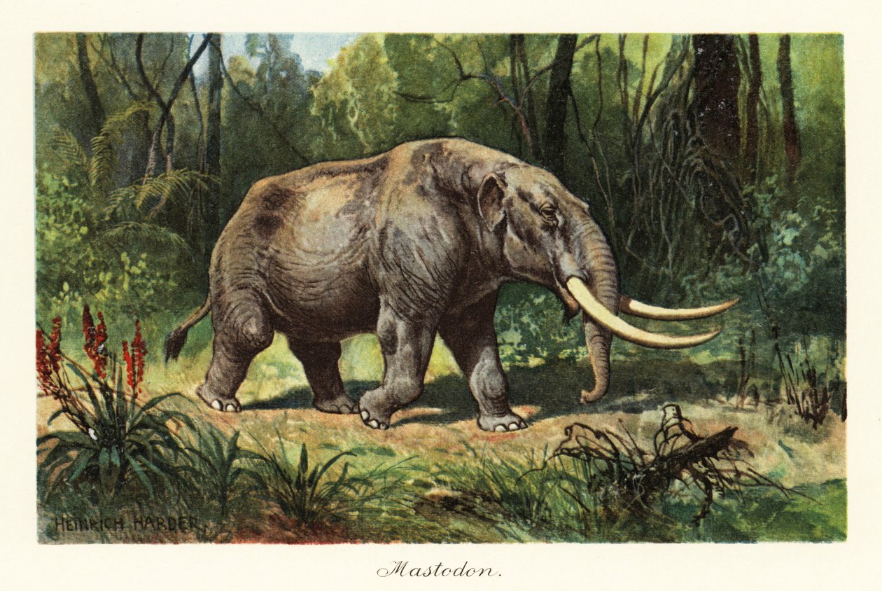 Mastodonte do extinto género Mammuthus.,1908 (Imprimir) de Heinrich Harder