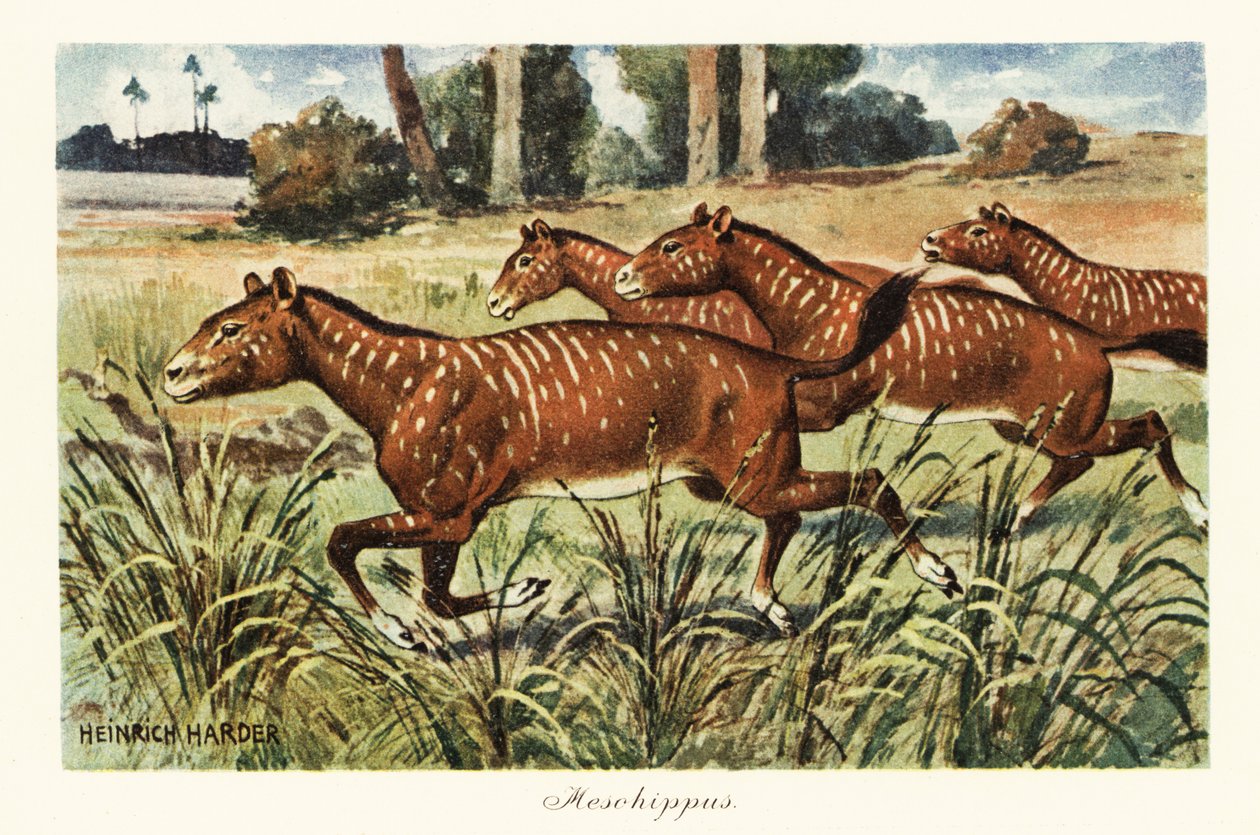Mesohippus, género extinto do cavalo primitivo,1908 (Imprimir) de Heinrich Harder