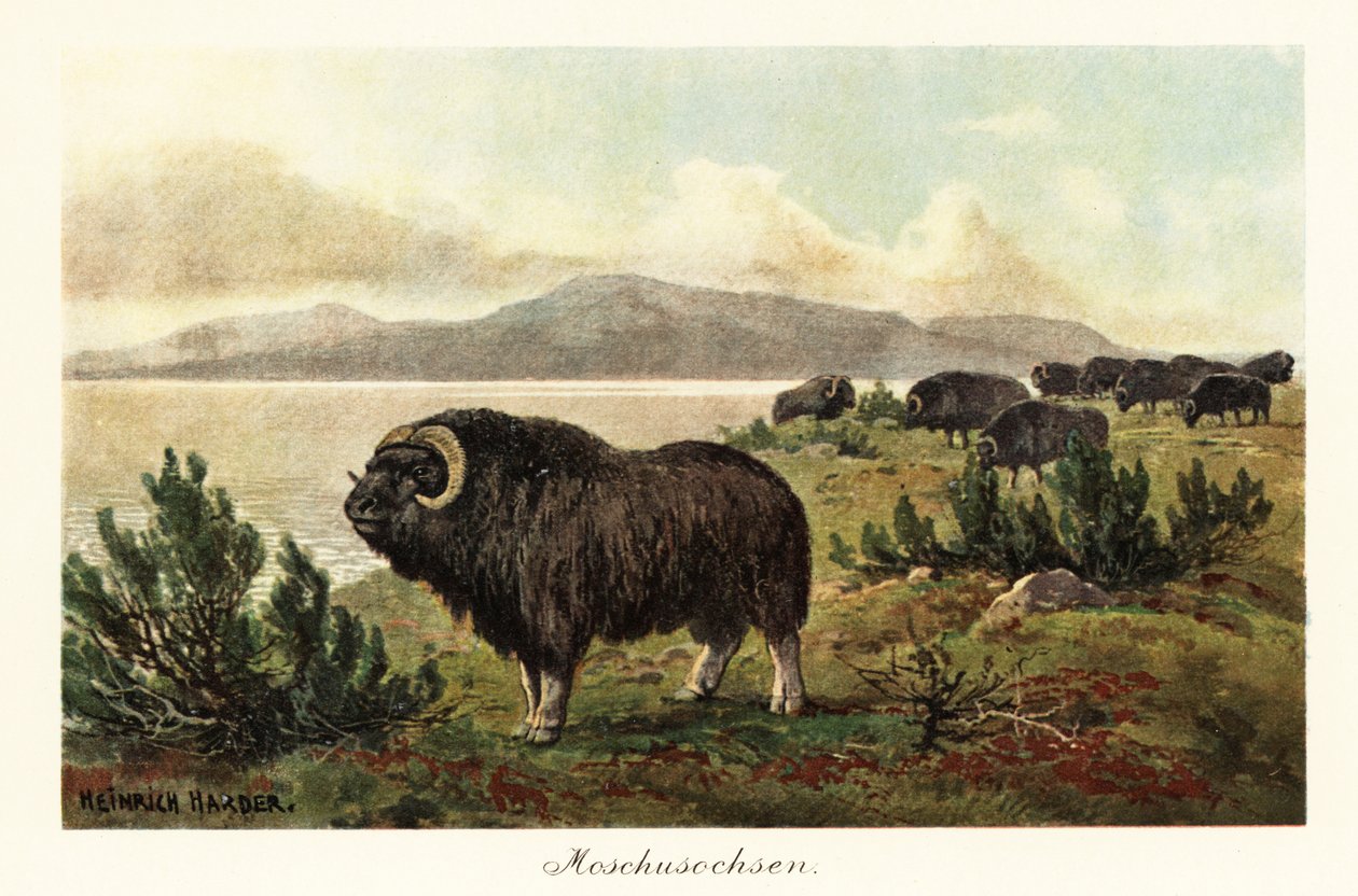 Muskox ou boi almiscarado, Ovibos moschatus.,1908 (Imprimir) de Heinrich Harder