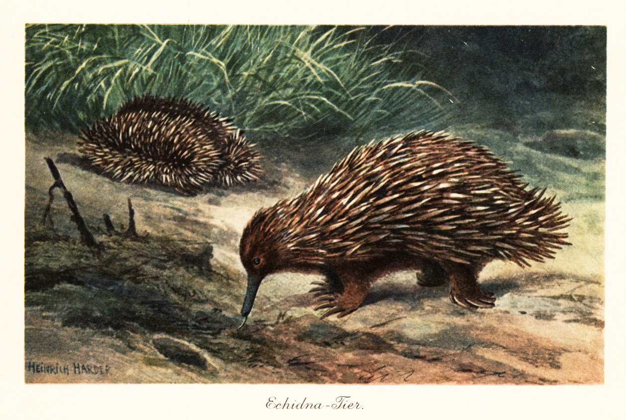 Equidna de bico curto, Tachyglossus aculeatus, procurando comida. de Heinrich Harder