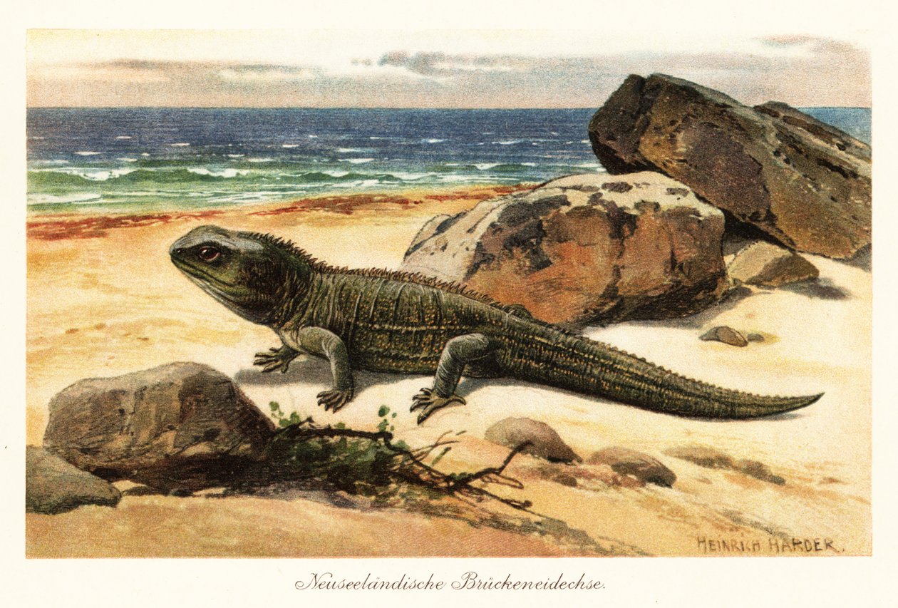 Vulnerável tuatara, Sphenodon punctatus, na costa. de Heinrich Harder