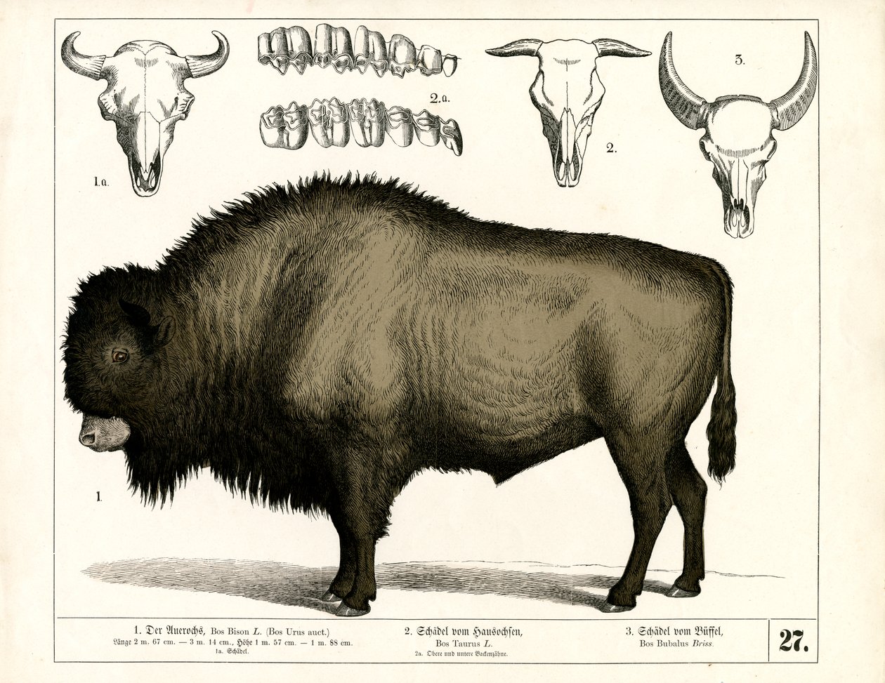 Auroques e crânios de bovinos domésticos e de búfalos de Heinrich Leutemann