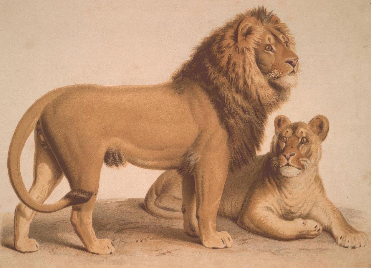 O leão - Felis Leo de Heinrich Leutemann