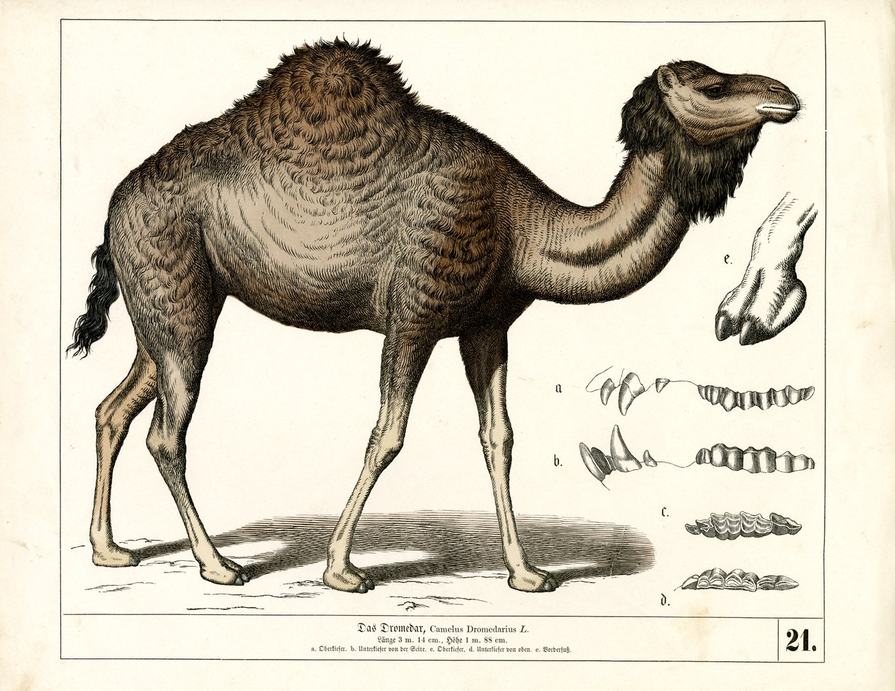  de Heinrich Leutemann