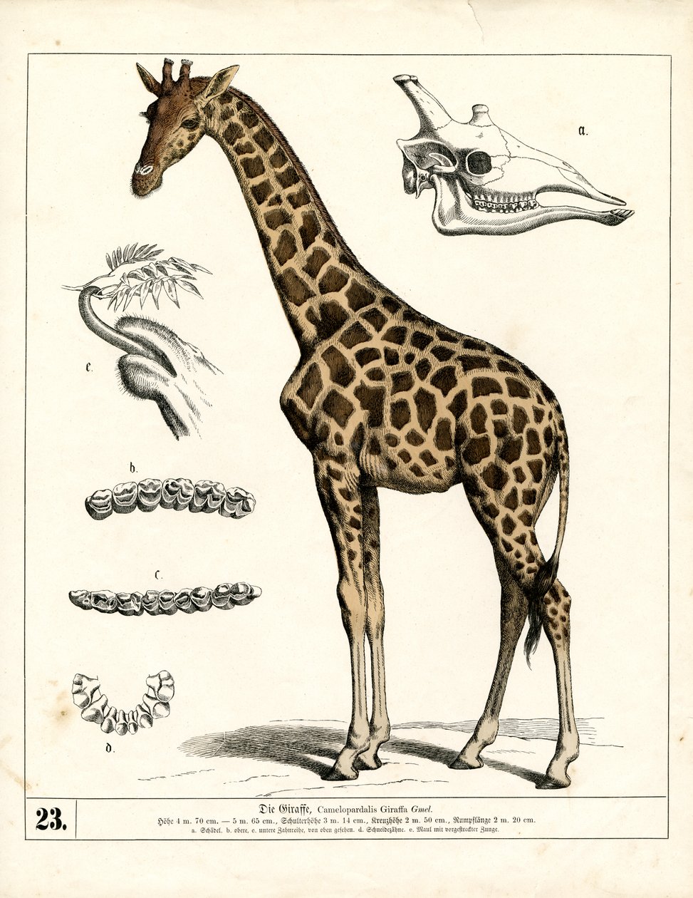  de Heinrich Leutemann